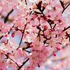 (Fleur de cerisier en pleine floraison sur Stephan Scheffer