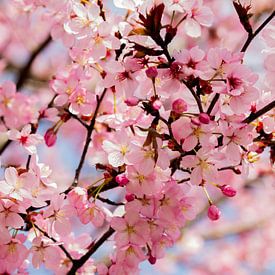 (Fleur de cerisier en pleine floraison sur Stephan Scheffer