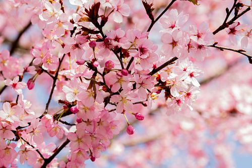 (Kirsch-)Blüte in voller Blüte