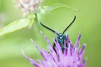 Metaal butterfly