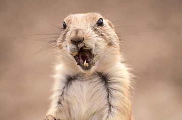 Prairie dogs : Blijdorp Zoo by Loek Lobel