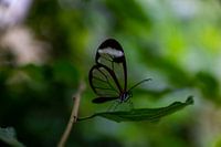 glass butterfly