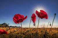 Papavers