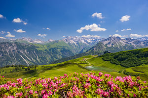 Alpenrosenblüte am Fellhorn