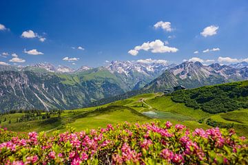 Alpenrosenblüte am Fellhorn von Walter G. Allgöwer