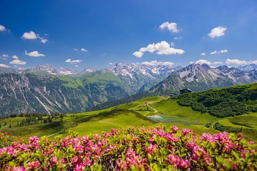 Les roses des Alpes en fleur au Fellhorn