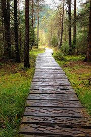 De weg naar de stilte van het bos van Theodor Decker