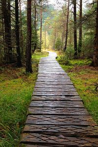 Der Weg in die Stille des Waldes