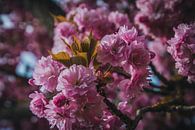 Fleur de printemps rose par Stedom Fotografie Aperçu