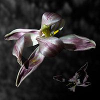 La vieille tulipe