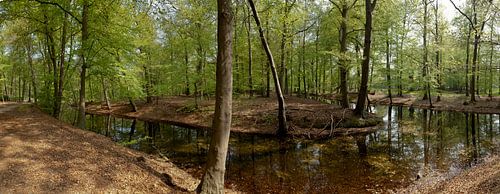 Forest view with pond in Spanderswoud in 's-Graveland