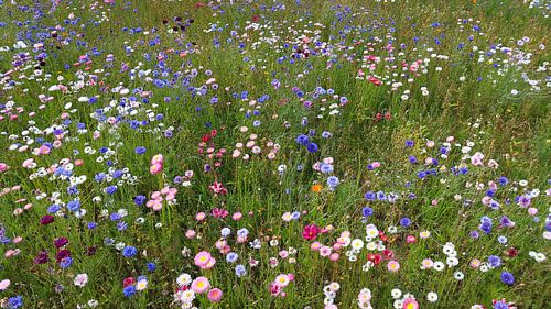 Zomerse weide
