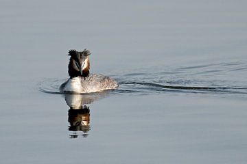 Fuut by Harry Jamont