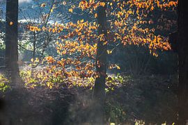 La lumière du soleil sur les feuilles
