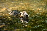 Nutria