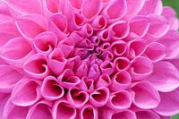 Blossom of a pink dahlia in full bloom