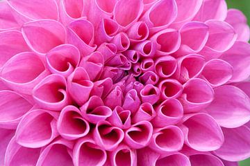 Blossom of a pink dahlia in full bloom by Joachim Küster