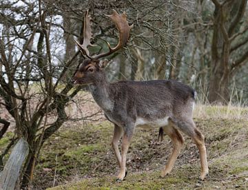 Male deer by Merijn Loch