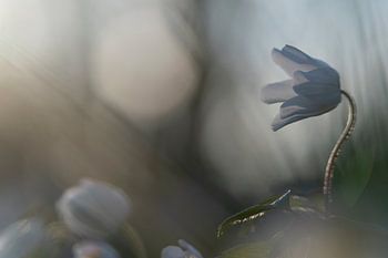 atmospheric wood anemone