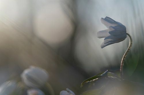 sfeervolle bosanemoon van Bianca Blonk