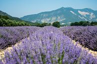 Lavender fields in bloom in the Drome France by Marjo Kusters thumbnail