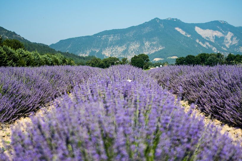 Lavendelvelden in bloei in de Drome Frankrijk van Marjo Kusters