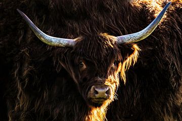 Schotse Hooglander Koe Close up van Brian Morgan