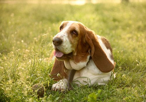 Schattig portret van een basset in het gras met zonlicht. Wanddecoratie met huisdieren