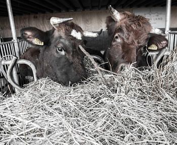 Eten op de boerderij