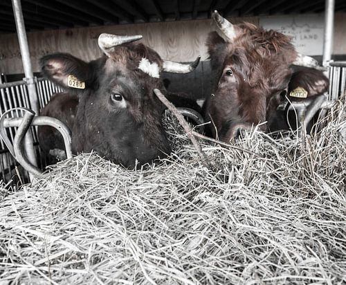 Eten op de boerderij
