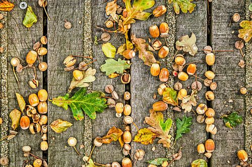 Acorns on wood