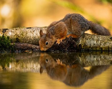 Squirrel by Stuart De vries