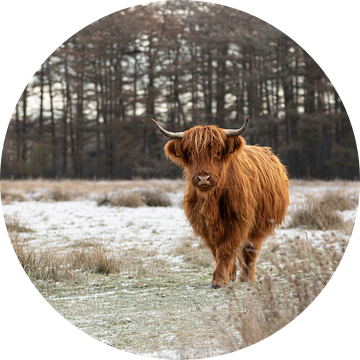 Schotse hooglander in natuurlijke omgeving in de sneeuw van KB Design & Photography (Karen Brouwer)