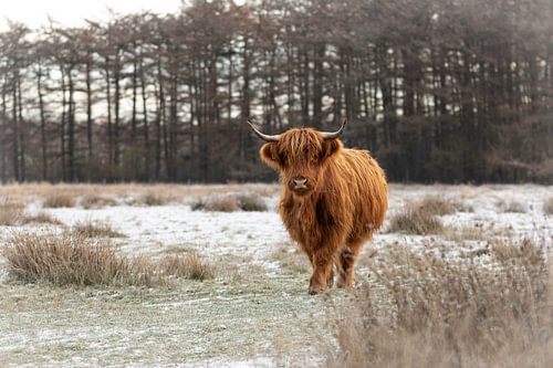 Scottish highlander in natural habitat in snow