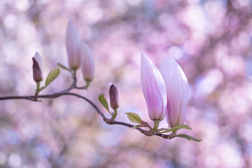 Magnolia's budding flowers by Moetwil en van Dijk - Fotografie