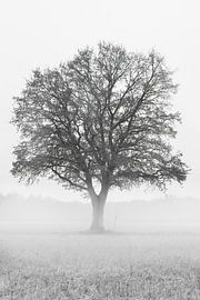 Mächtiger Baum von E Blaas