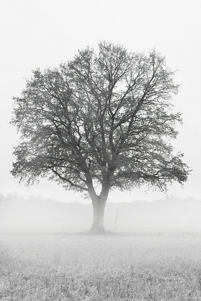 Mighty tree by E Blaas
