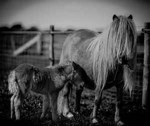 Pony mit Fohlen in Schwarz und Weiß