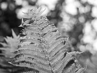 Black and white fern in sunlight