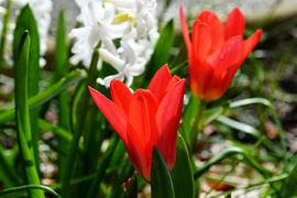 Spring by FotoGraaGHanneke