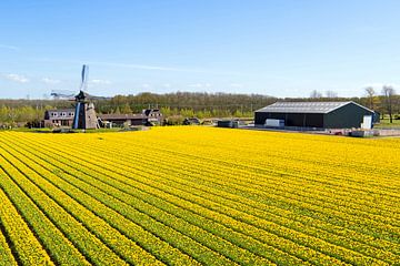 Luchtfoto van bloeiende bollenvelden en een traditionele molen in Nederland van Eye on You