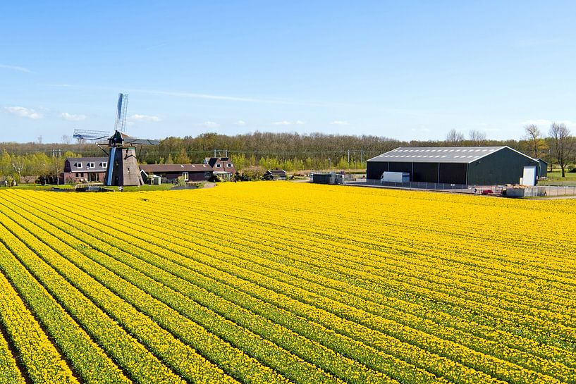 Aerial view of flowering bulb fields and a traditional mill in the Netherlands by Eye on You