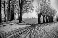Pollard Willows