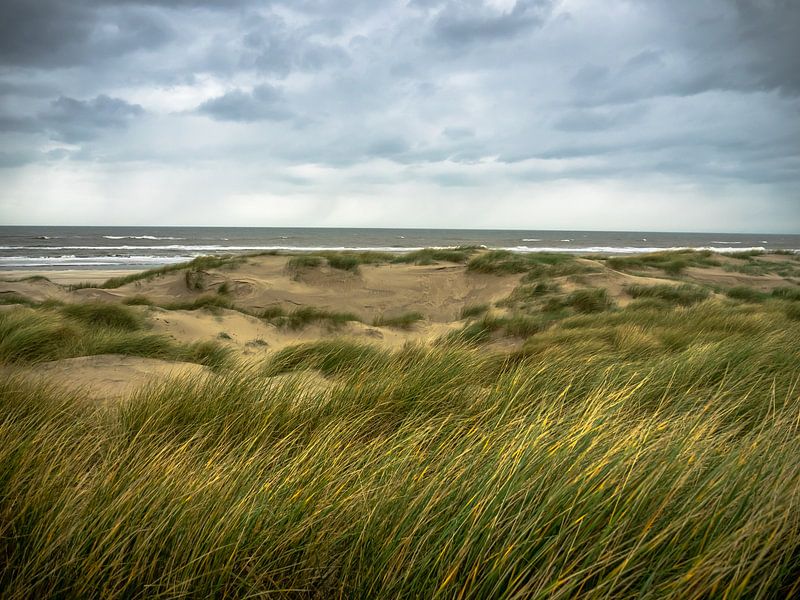 L'herbe des dunes dans le vent par Martijn Tilroe