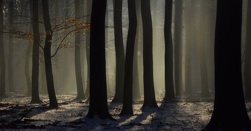 Misty Beech Forest