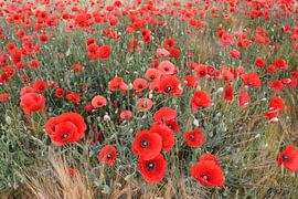 Rode papaver 6 van Helmut Martin - the art of stone - Steinkunst & Photographie