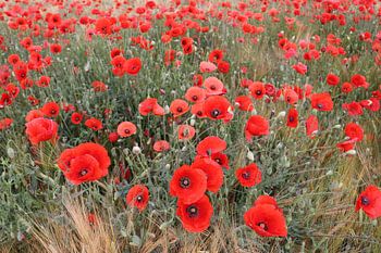Roter Mohn 6