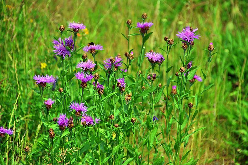 Korenbloemen 1 van Edgar Schermaul