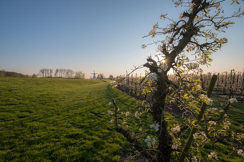 Molen de Vlinder, parel van de Betuwe, tussen de bloesem