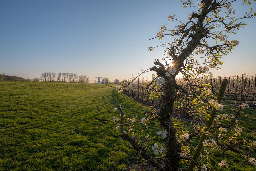 Mill the Butterfly, pearl of the Betuwe, between the blossoms by Moetwil en van Dijk - Fotografie